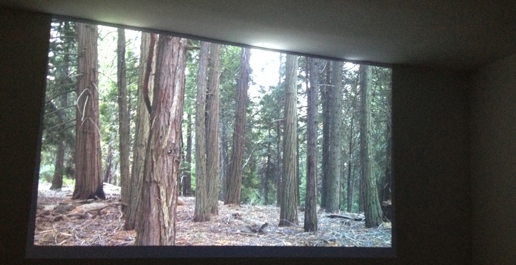 Forest loop - James Benning